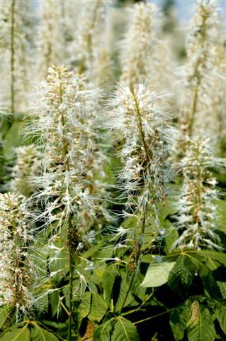 Bottlebrush Buckeye flowers